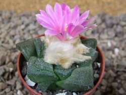 Ariocarpus lloydii květináč 5,5 cm - 12416023