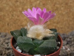Ariocarpus lloydii květináč 5,5 cm - 12416024