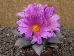 Ariocarpus confusus PP 420 Aramberi NL květináč 9 cm Cites IA
