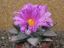 Ariocarpus confusus PP 420 Aramberi NL květináč 9 cm Cites IA - 12416028