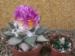 Ariocarpus confusus PP 420 Aramberi NL květináč 9 cm Cites IA - 12416031