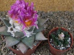 Ariocarpus confusus PP 420 Aramberi NL květináč 9 cm Cites IA - 12416032