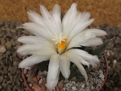 Ariocarpus trigonus horacekii Jaumave, Tam. květináč 6,5 cm - 12416033