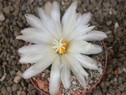 Ariocarpus trigonus horacekii Jaumave, Tam. květináč 6,5 cm - 12416034