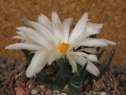 Ariocarpus trigonus horacekii Jaumave, Tam. květináč 6,5 cm