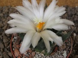 Ariocarpus trigonus horacekii Jaumave, Tam. květináč 6,5 cm - 12416036