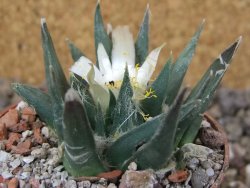 Ariocarpus trigonus horacekii Jaumave, Tam. květináč 6,5 cm - 12416037