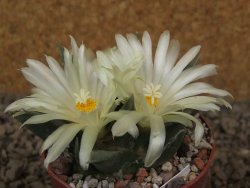 Ariocarpus trigonus horacekii Jaumave, Tam. květináč 6,5 cm