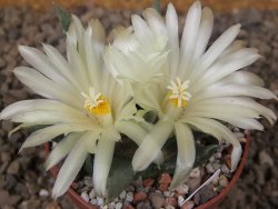 Ariocarpus trigonus horacekii Jaumave, Tam. květináč 6,5 cm - 12416039