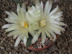 Ariocarpus trigonus horacekii Jaumave, Tam. květináč 6,5 cm - 12416040