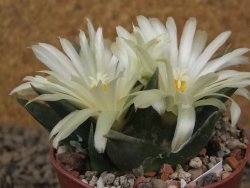 Ariocarpus trigonus horacekii Jaumave, Tam. květináč 6,5 cm - 12416041