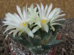Ariocarpus trigonus horacekii Jaumave, Tam. květináč 6,5 cm - 12416042