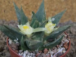 Ariocarpus trigonus horacekii Jaumave, Tam. květináč 6,5 cm - 12416043