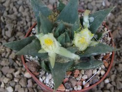 Ariocarpus trigonus horacekii Jaumave, Tam. květináč 6,5 cm - 12416044