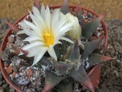 Ariocarpus trigonus horacekii Jaumave, Tam. květináč 9 cm - 12416045