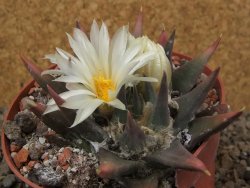 Ariocarpus trigonus horacekii Jaumave, Tam. květináč 9 cm - 12416046