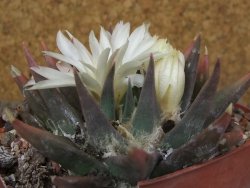 Ariocarpus trigonus horacekii Jaumave, Tam. květináč 9 cm