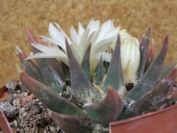 Ariocarpus trigonus horacekii Jaumave, Tam. květináč 9 cm - 12416048