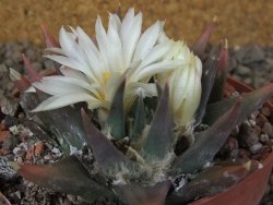 Ariocarpus trigonus horacekii Jaumave, Tam. květináč 9 cm - 12416049