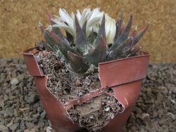 Ariocarpus trigonus horacekii Jaumave, Tam. květináč 9 cm - 12416050