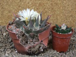 Ariocarpus trigonus horacekii Jaumave, Tam. květináč 9 cm - 12416051