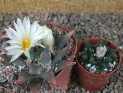 Ariocarpus trigonus horacekii Jaumave, Tam. květináč 9 cm - 12416052