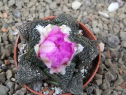 Ariocarpus lloydii Paras, květináč 5,5 cm - 12416053