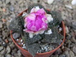 Ariocarpus lloydii Paras, květináč 5,5 cm - 12416054