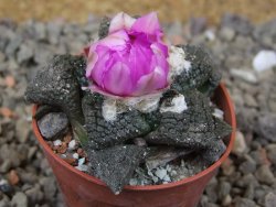 Ariocarpus lloydii Paras, květináč 5,5 cm