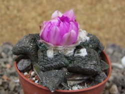 Ariocarpus lloydii Paras, květináč 5,5 cm - 12416056