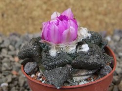 Ariocarpus lloydii Paras, květináč 5,5 cm - 12416057