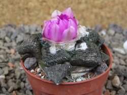 Ariocarpus lloydii Paras, květináč 5,5 cm - 12416058