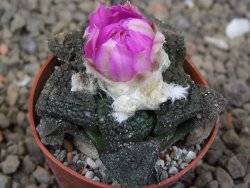 Ariocarpus lloydii Paras, květináč 5,5 cm - 12416059