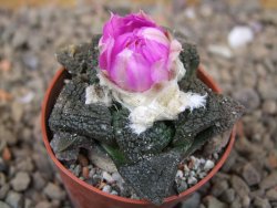 Ariocarpus lloydii Paras, květináč 5,5 cm - 12416060