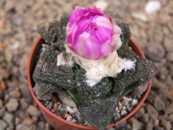 Ariocarpus lloydii Paras, květináč 5,5 cm - 12416061