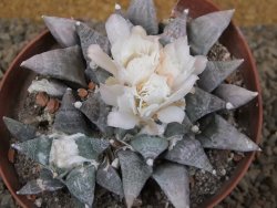 Ariocarpus retusus SB 68 Coronel, SLP pot 9 cm cites IA - 12416062
