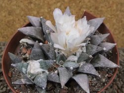 Ariocarpus retusus SB 68 Coronel, SLP pot 9 cm cites IA