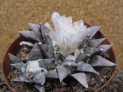Ariocarpus retusus SB 68 Coronel, SLP pot 9 cm cites IA - 12416064