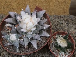 Ariocarpus retusus SB 68 Coronel, SLP pot 9 cm cites IA - 12416065