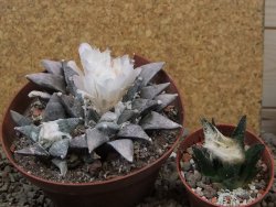 Ariocarpus retusus SB 68 Coronel, SLP pot 9 cm cites IA - 12416066