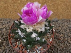 Ariocarpus bravoanus El Ňuňez XL květináč 9 cm - 12416067