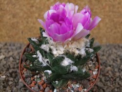 Ariocarpus bravoanus El Ňuňez XL květináč 9 cm - 12416068