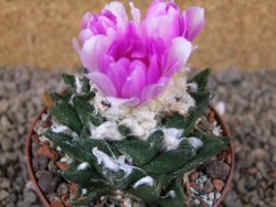 Ariocarpus bravoanus El Ňuňez XL květináč 9 cm