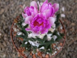 Ariocarpus bravoanus El Ňuňez XL květináč 9 cm - 12416070