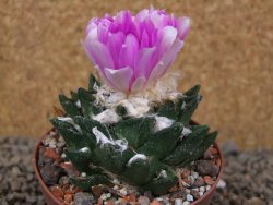 Ariocarpus bravoanus El Ňuňez XL květináč 9 cm - 12416071