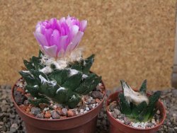 Ariocarpus bravoanus El Ňuňez XL květináč 9 cm - 12416072