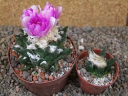 Ariocarpus bravoanus El Ňuňez XL květináč 9 cm - 12416073