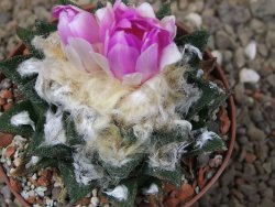 Ariocarpus bravoanus El Ňuňez XL květináč 9 cm - 12416074