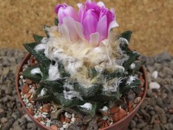 Ariocarpus bravoanus El Ňuňez XL květináč 9 cm - 12416076