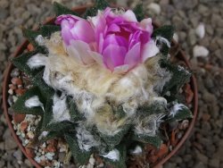 Ariocarpus bravoanus El Ňuňez XL květináč 9 cm - 12416077